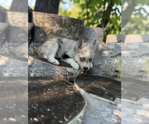 Alaskan Klee Kai-Pomsky Mix Puppy for sale in STAPLES, MN, USA