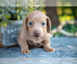 Small #2 Dachshund