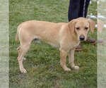 Small Photo #3 Beagle-Unknown Mix Puppy For Sale in Huntley, IL, USA