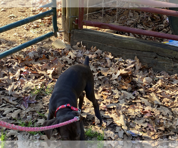 Medium Photo #2 German Shorthaired Pointer Puppy For Sale in WINNSBORO, TX, USA