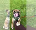 Small #2 Bulldog