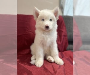 Siberian Husky Puppy for sale in SPG VALLEY LK, CA, USA