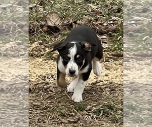 Border Collie Puppy for sale in BARDSTOWN, KY, USA