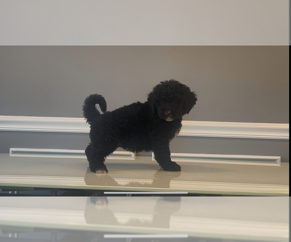 Medium Photo #17 Bernedoodle-Labradoodle Mix Puppy For Sale in MILFORD, NJ, USA