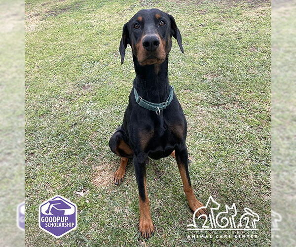 Medium Photo #1 Doberman Pinscher Puppy For Sale in Irvine, CA, USA