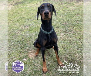 Doberman Pinscher Dogs for adoption in Irvine, CA, USA