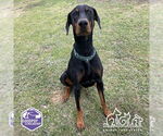 Small Doberman Pinscher