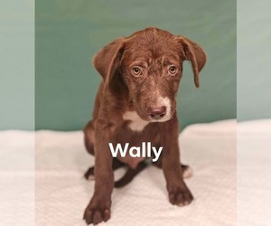 Wally * - Male Labrador Retriever-Unknown Mix Dog for Adoption - Photo #5