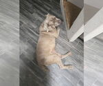 Small #1 Neapolitan Mastiff