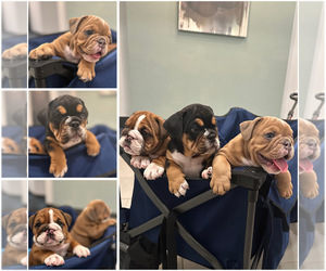 English Bulldog Puppy for Sale in DURHAM, North Carolina USA