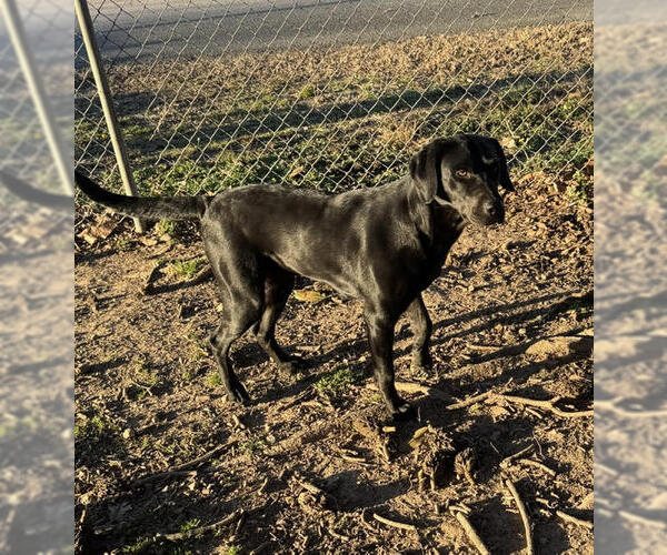 Medium Photo #2 Mutt Puppy For Sale in Wakefield, RI, USA