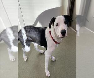 Labrador Retriever-Unknown Mix Dogs for adoption in Lee's Summit, MO, USA