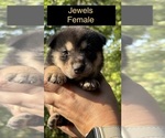 Puppy Jewels Shiba Inu