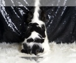 Small #6 Cavalier King Charles Spaniel