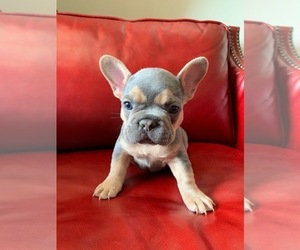 Medium French Bulldog