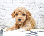 Small Photo #17 Poodle (Toy) Puppy For Sale in SYRACUSE, IN, USA