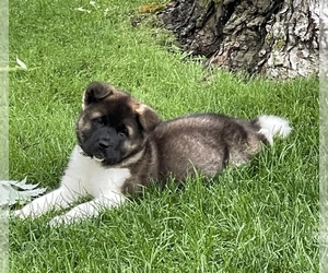 Akita Puppy for sale in ELKHART, IN, USA