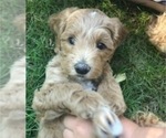 Small Photo #1 Goldendoodle Puppy For Sale in GRAHAM, WA, USA