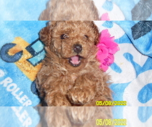 Poodle (Toy) Puppy for sale in DULUTH, GA, USA