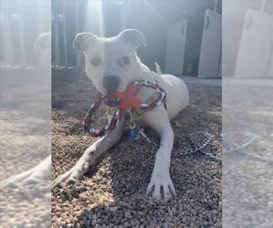 Mutt Dogs for adoption in Fort Collins, CO, USA