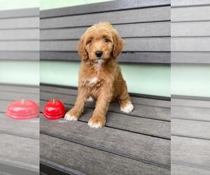 Goldendoodle Puppy for sale in KISSIMMEE, FL, USA