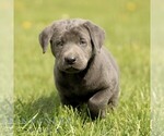 Small #2 Labrador Retriever