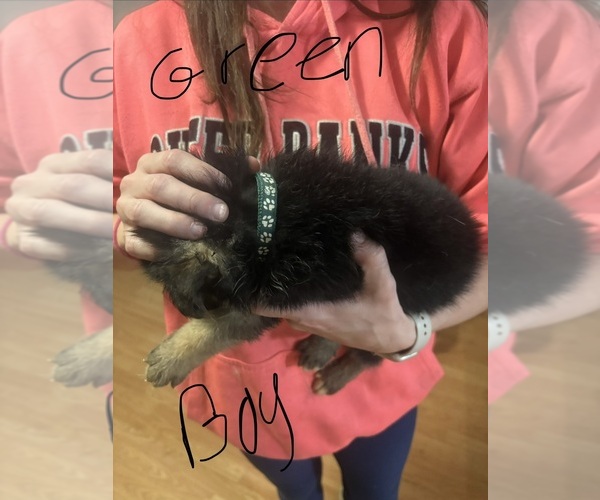 Medium Photo #8 German Shepherd Dog Puppy For Sale in RUSTBURG, VA, USA
