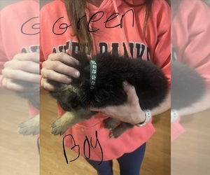 Medium German Shepherd Dog