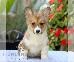 Pembroke Welsh Corgi Puppy for sale in EAST EARL, PA, USA