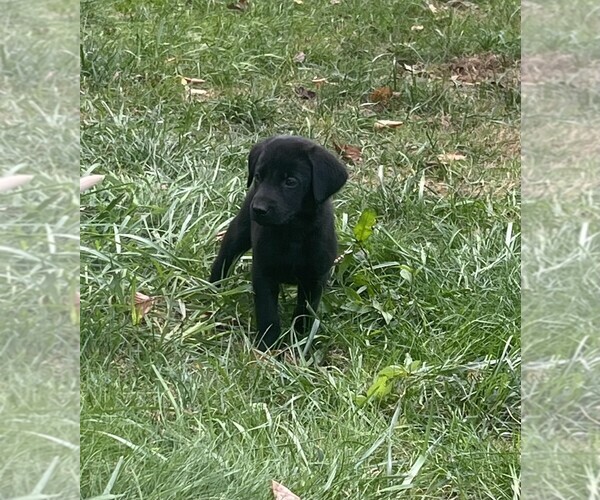 Medium Photo #3 Labrador Retriever Puppy For Sale in WOODBRIDGE, CT, USA