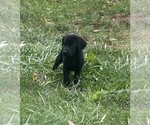 Puppy Max Labrador Retriever
