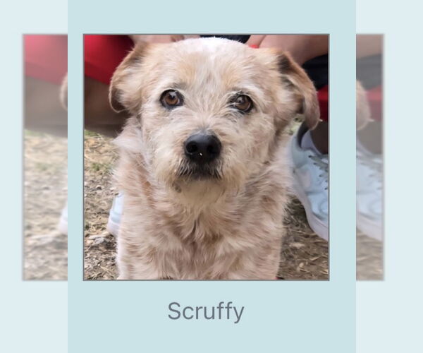 Medium Photo #1 Mutt Puppy For Sale in Winter, WI, USA