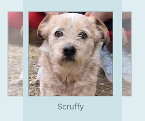 Mutt Dogs for adoption in Winter, WI, USA