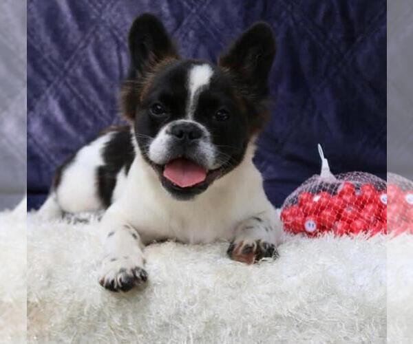 Medium Photo #3 French Bulldog Puppy For Sale in ALPINE, UT, USA