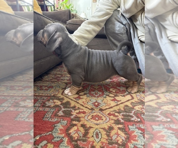 Medium Photo #2 American Bulldog Puppy For Sale in WINDSOR, CT, USA