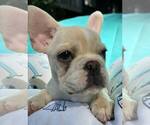 Small #7 French Bulldog