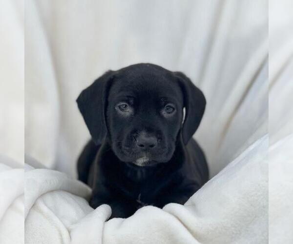Medium Photo #1 Labrador Retriever-Unknown Mix Puppy For Sale in San Diego, CA, USA