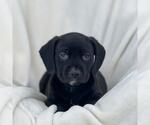 Small Labrador Retriever Mix