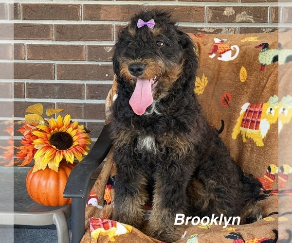 Medium Photo #4 Bernedoodle (Miniature) Puppy For Sale in KINGSPORT, TN, USA
