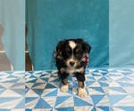 Small Photo #2 Australian Shepherd Puppy For Sale in CENTER, KY, USA
