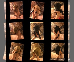 Goldendoodle Puppy for sale in HULL, TX, USA
