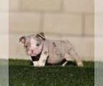 Small #1 English Bulldog