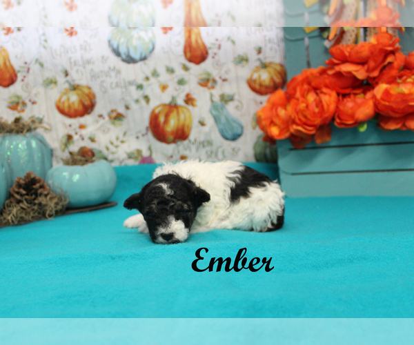 Medium Photo #5 Poodle (Toy) Puppy For Sale in CHANUTE, KS, USA