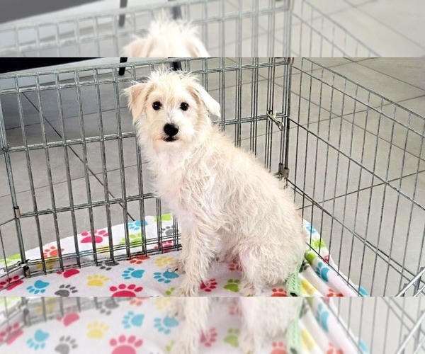 Medium Photo #2 Schnoodle (Miniature) Puppy For Sale in ORO VALLEY, AZ, USA