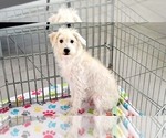Small #1 Schnoodle (Miniature)
