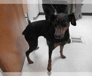 Doberman Pinscher-Unknown Mix Dogs for adoption in Oroville, CA, USA