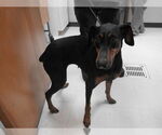 Small Doberman Pinscher Mix