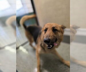 German Shepherd Dog Dogs for adoption in Osgood, IN, USA
