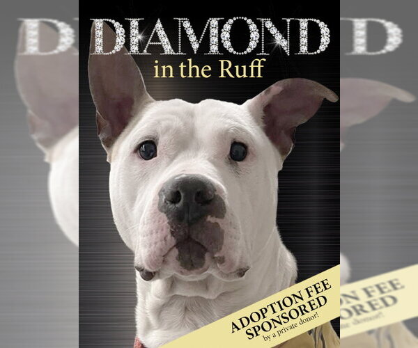 Medium Photo #2 American Bulldog-Labrador Retriever Mix Puppy For Sale in Rockaway, NJ, USA