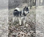 Small Photo #1 Alaskan Klee Kai-Pomsky Mix Puppy For Sale in STAPLES, MN, USA